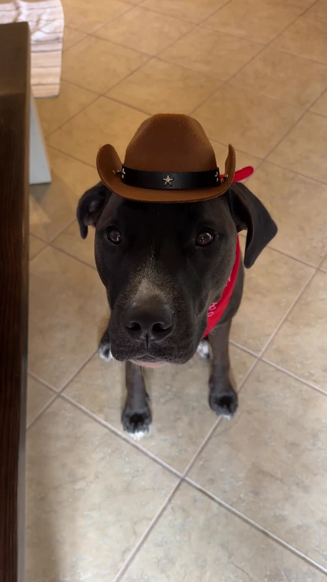 Alt view image 6 of 7 - GOYOSWA Dog Halloween Costumes, Dog Cowboy Costume Halloween Dog Cowboy Hat Halloween Dog Bandana Scarf Funny Dog Halloween Costumes for Small Medium Large Dogs Pets (Brown Hat & Red Bandana, Larg
