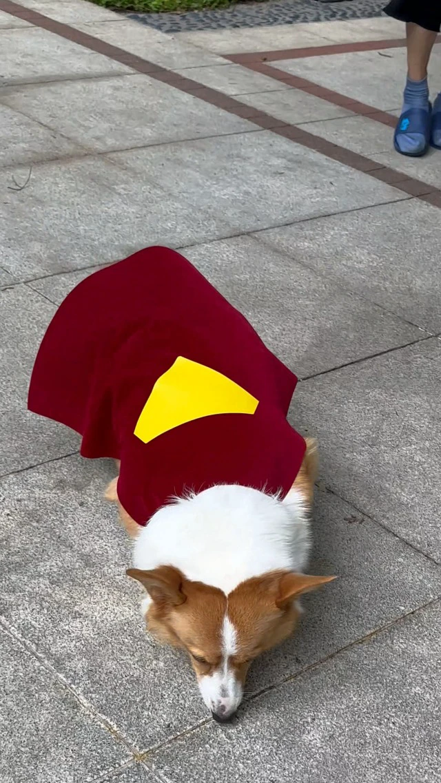 Alt view image 5 of 7 - Hero Dog and Cat Costume Cape for Halloween and Parties (Small)