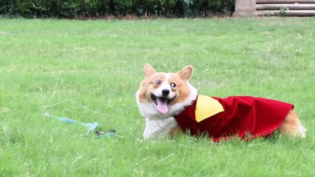 Alt view image 6 of 7 - Hero Dog and Cat Costume Cape for Halloween and Parties (Small)