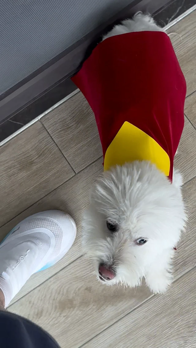 Alt view image 7 of 7 - Hero Dog and Cat Costume Cape for Halloween and Parties (Small)
