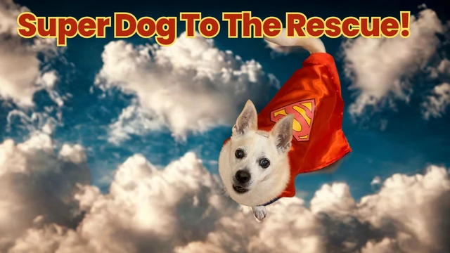 Alt view image 3 of 4 - Superheroes: Superman Pet Costume for For Dogs or Cats by Rubies, Medium