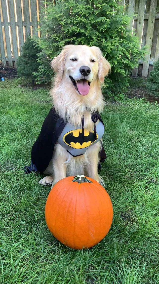 Alt view image 2 of 5 - Rubies DC Comics Superheroes: Batman Pet Costume for Dogs or Cats, XL