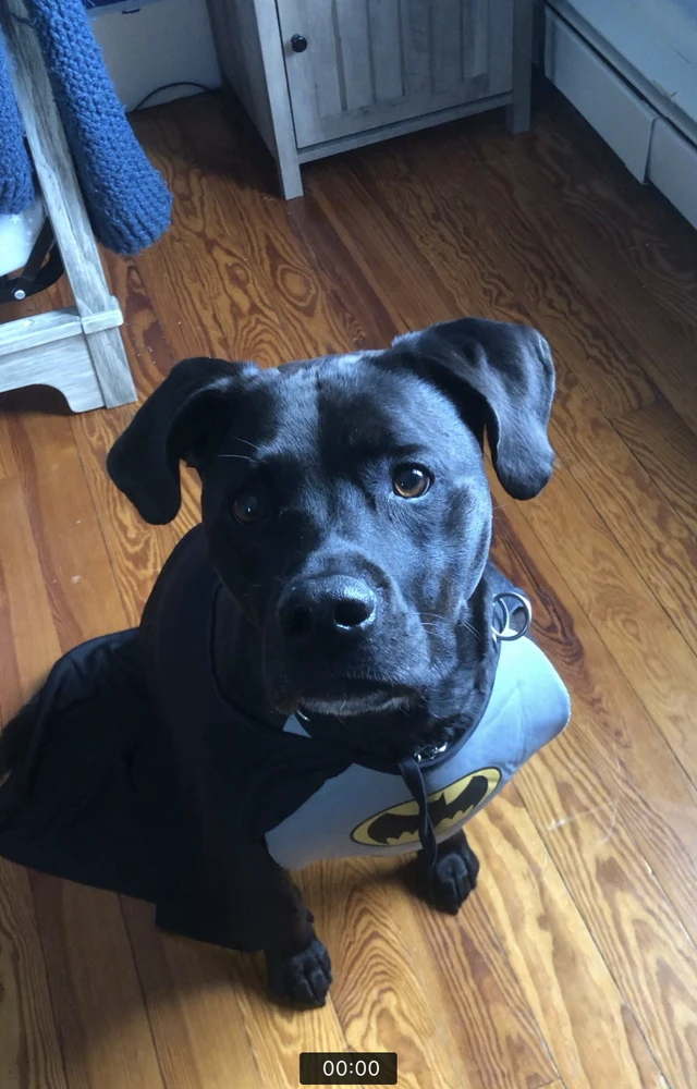 Alt view image 3 of 5 - Rubies DC Comics Superheroes: Batman Pet Costume for Dogs or Cats, XL