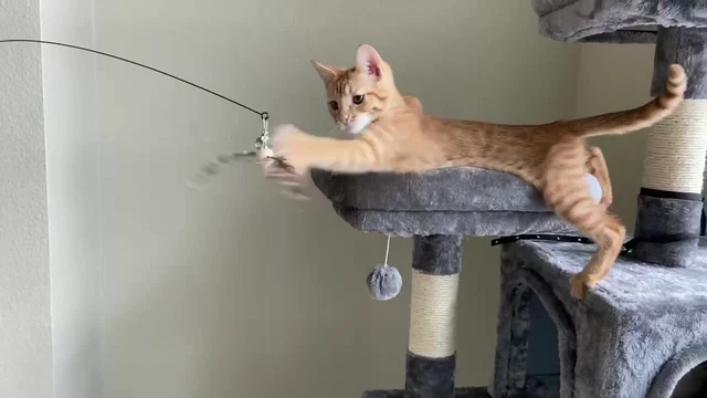 Alt view image 7 of 7 - Cat Wand Toys, Interactive Cat Toys with 3 Feather Refills, 29'' Flexible Steel Wire, Sturdy Wood Handle & Bell for Kitty Kitten, Cat Toys for Indoor Cats Teaser Cat String Toy