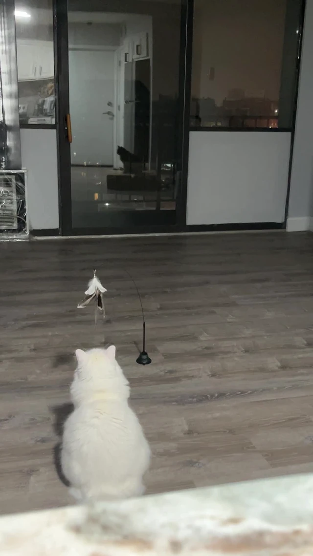 Alt view image 7 of 7 - Cat Feather Wand Toy with Suction Cup, 2 in 1 Hands Free & Handheld Interactive Cat Teaser, Long Flexible Steel Wire Stick, 3 Replaceable Feather Bird Attachments with Bells for Indoor Kittens &am