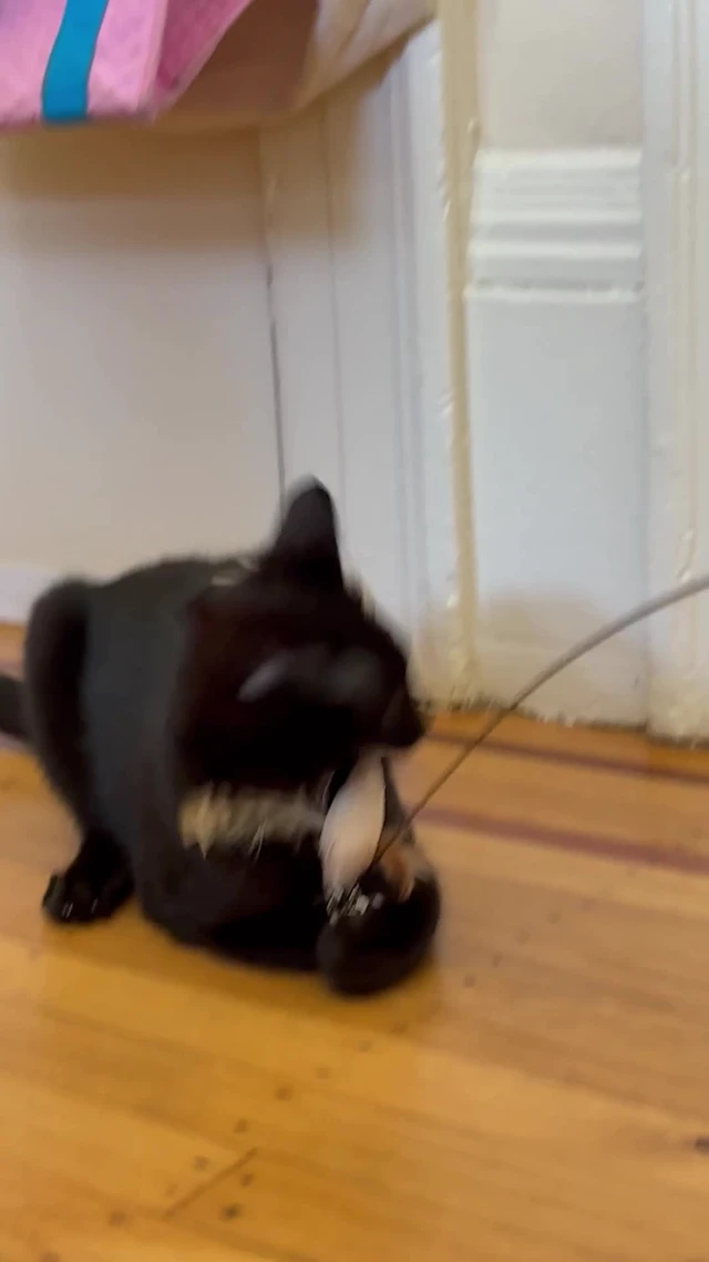 Alt view image 6 of 7 - Cat Feather Wand Toy with Suction Cup, 2 in 1 Hands Free & Handheld Interactive Cat Teaser, Long Flexible Steel Wire Stick, 3 Replaceable Feather Bird Attachments with Bells for Indoor Kittens &am