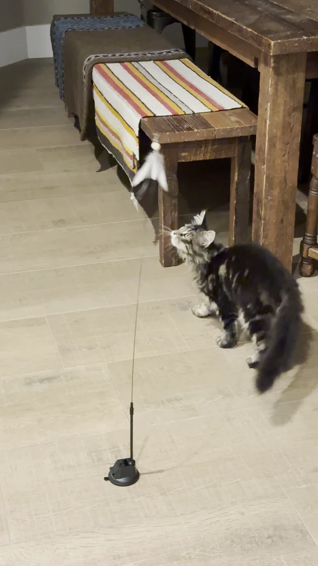 Alt view image 3 of 7 - Cat Feather Wand Toy with Suction Cup, 2 in 1 Hands Free & Handheld Interactive Cat Teaser, Long Flexible Steel Wire Stick, 3 Replaceable Feather Bird Attachments with Bells for Indoor Kittens &am