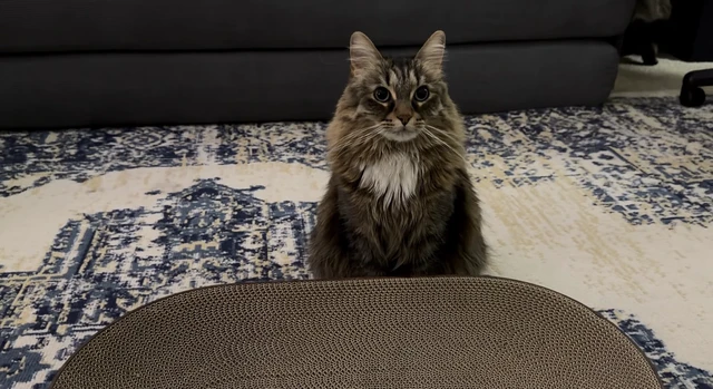 Alt view image 4 of 7 - Cat Scratcher Bed, Oval Cardboard Scratching Board for Indoor Cats