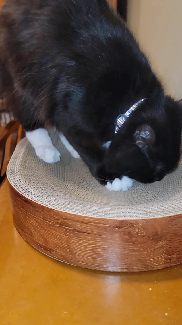 Alt view image 7 of 7 - Cat Scratcher Bed, Oval Cardboard Scratching Board for Indoor Cats