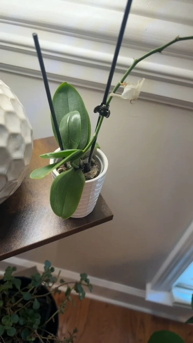 Alt view image 4 of 4 - 100pcs Standard Orchid Clips, Small Plant Clips for Thin Stem Vines