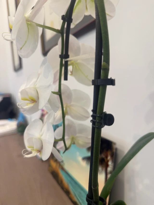 Alt view image 3 of 4 - 100pcs Standard Orchid Clips, Small Plant Clips for Thin Stem Vines