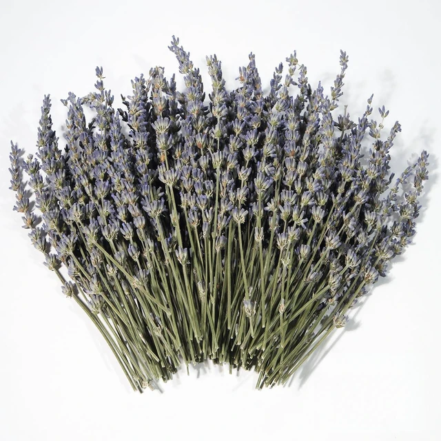 Main image of Dried Lavender 150+ Stems - Natural Purple Flowers Compact Short Stem Lavender 7.2-8.2 Inch for Home Decor, Wedding DIY Crafts, Small Vase Arrangements & Aromatherapy, Fresh Fragrance (150, 7.2"-8.2")