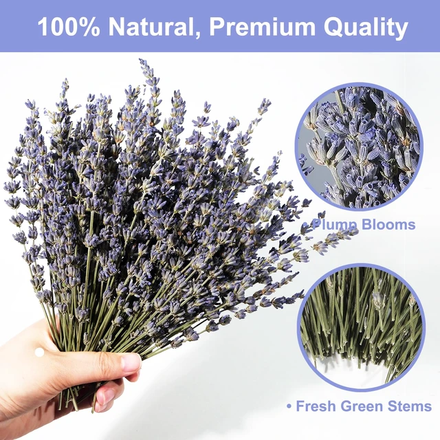 Alt view image 3 of 6 - Dried Lavender 150+ Stems - Natural Purple Flowers Compact Short Stem Lavender 7.2-8.2 Inch for Home Decor, Wedding DIY Crafts, Small Vase Arrangements & Aromatherapy, Fresh Fragrance (150, 7.2"-8.2")
