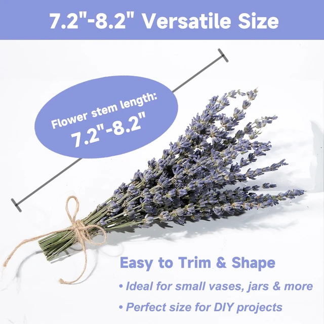 Alt view image 4 of 6 - Dried Lavender 150+ Stems - Natural Purple Flowers Compact Short Stem Lavender 7.2-8.2 Inch for Home Decor, Wedding DIY Crafts, Small Vase Arrangements & Aromatherapy, Fresh Fragrance (150, 7.2"-8.2")
