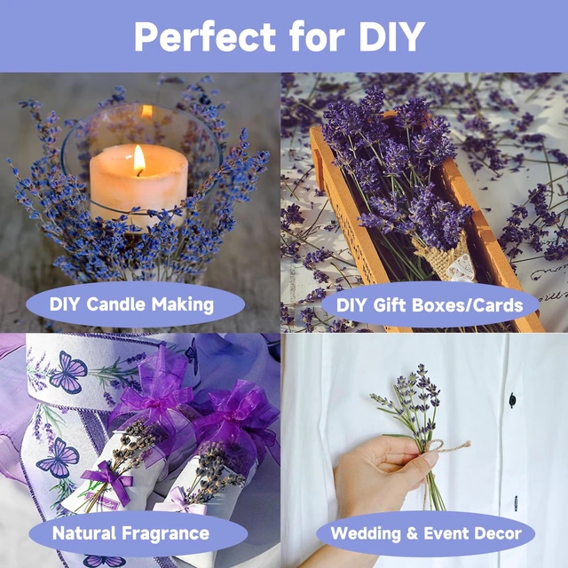 Alt view image 5 of 6 - Dried Lavender 150+ Stems - Natural Purple Flowers Compact Short Stem Lavender 7.2-8.2 Inch for Home Decor, Wedding DIY Crafts, Small Vase Arrangements & Aromatherapy, Fresh Fragrance (150, 7.2"-8.2")