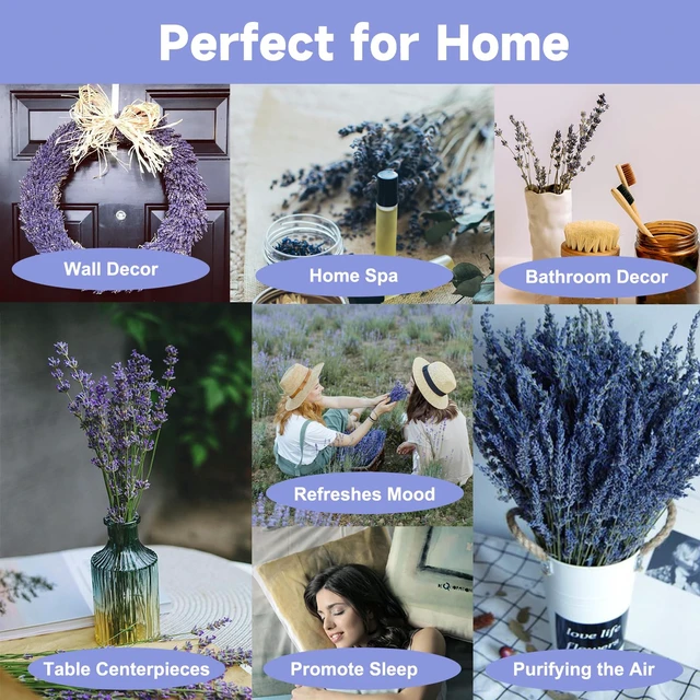 Alt view image 6 of 6 - Dried Lavender 150+ Stems - Natural Purple Flowers Compact Short Stem Lavender 7.2-8.2 Inch for Home Decor, Wedding DIY Crafts, Small Vase Arrangements & Aromatherapy, Fresh Fragrance (150, 7.2"-8.2")