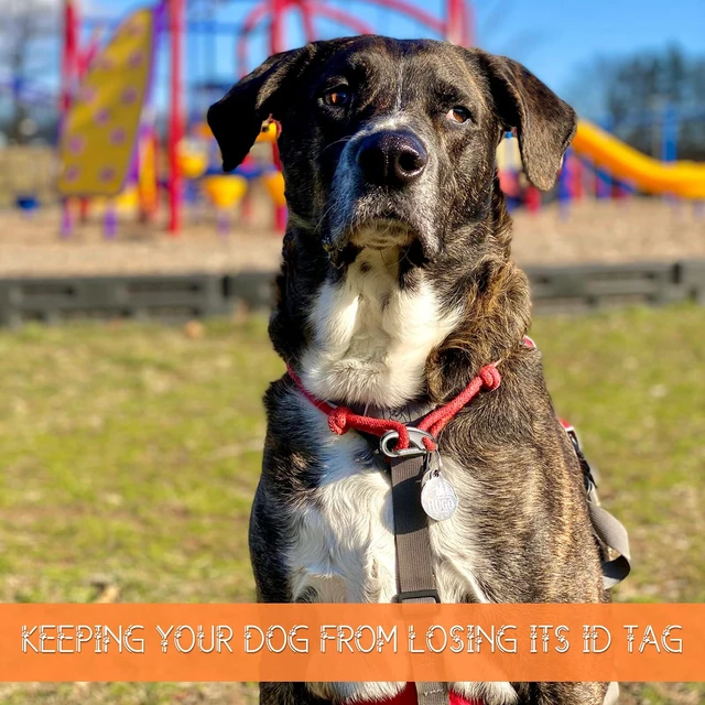 Alt view image 4 of 6 - 18 Pcs Dog Tag Clip Pet ID Pet Tag Quick Clip, 1.9/1.3/0.8 inch, Silver | Stainless Steel Combo for Secure Pet Id, Rust Proof Holder, Easy Clasp for Collar Harness, Quick Release for Dog