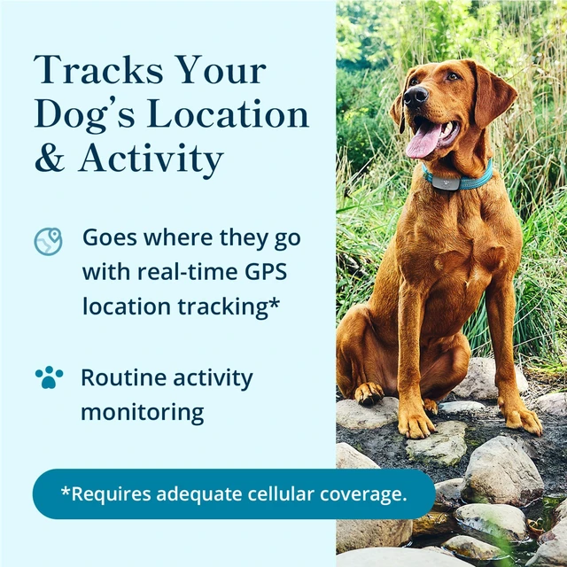 Alt view image 2 of 7 - Dog GPS Tracker Collar, Activity and Real Time Tracking | Find your dog faster with live GPS tracking, activity insights, and up to 30-day battery life