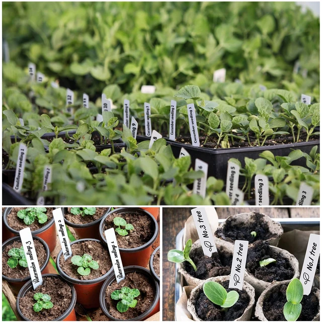 Alt view image 6 of 7 - Plant Labels 4 Inch 500Pcs Plastic Plant Name Tags for Seedlings | Garden Markers, Nursery Seed Label Stakes with Permanent Marking Pen, For Outdoor Garden