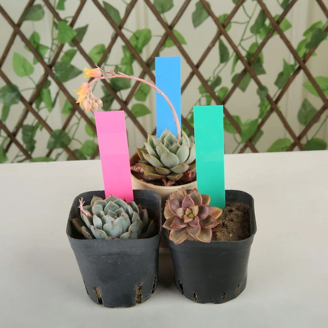 Alt view image 6 of 6 - 1000 Pcs Plant Tags and Labels - Plastic Waterproof Garden Markers | 4 Inch Nursery Pot Stake Tags, Plant Seed Label for Outdoor Garden, 5 Colors