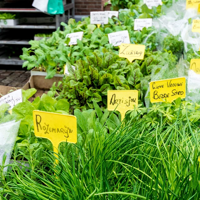 Alt view image 5 of 6 - 50 Pack Outdoor Tall Plant Labels, Large Waterproof Plastic Plant T-Type Tags, Durable Nursery Garden Markers, Perfect for Herbs, Flowers, Vegetable and Potted Plants