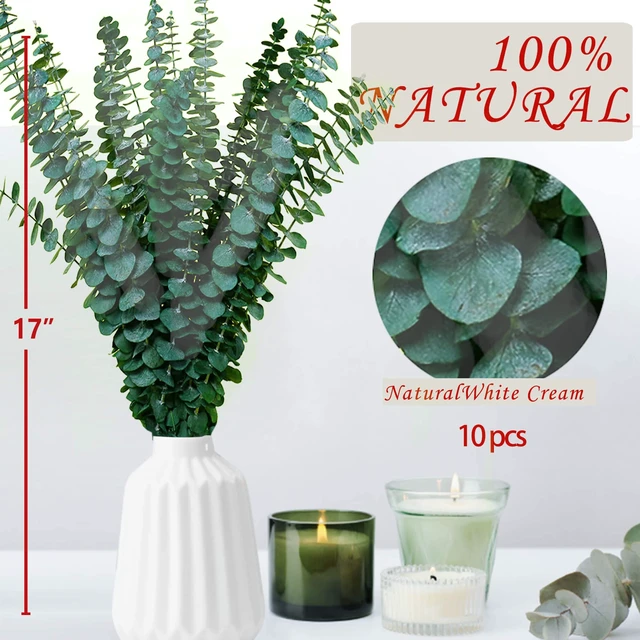 Alt view image 2 of 6 - 10 Pcs Dried Eucalyptus Stems, 17" Natural Eucalyptus for Shower Hanging | Real fresh, preserved plant leaves, eucalyptus branches for bathroom, vase, wedding, home decor, baby shower, DIY