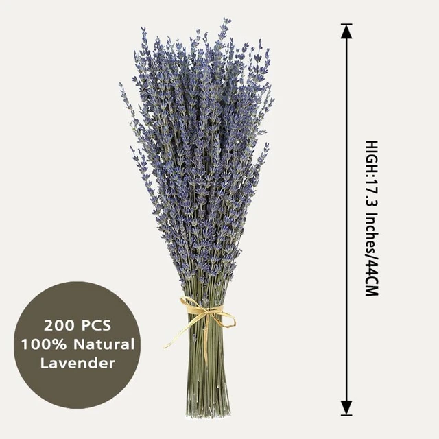 Alt view image 2 of 6 - Dried Lavender 2 Bunches 100% Fresh Natural Purple Bouquet Flowers for Bathroom Photo Props Crafts Decoration, 15-17" for Shower Weeding Vase Decor, Home Fragrance(200-220 Stems(100g/3.5oz Total))