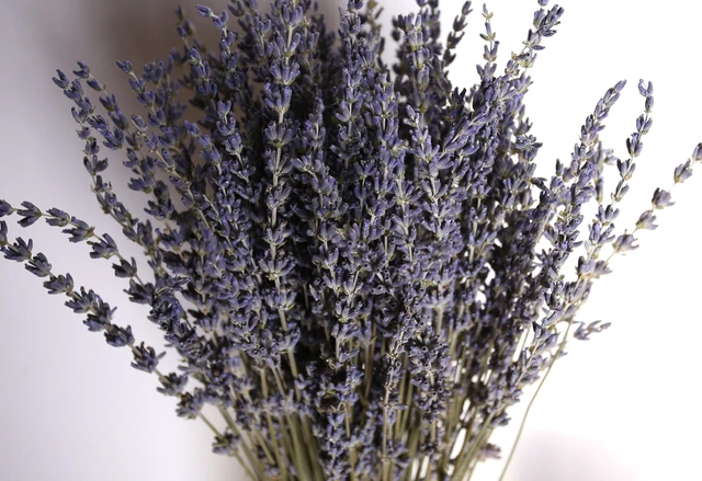 Alt view image 3 of 6 - Dried Lavender 2 Bunches 100% Fresh Natural Purple Bouquet Flowers for Bathroom Photo Props Crafts Decoration, 15-17" for Shower Weeding Vase Decor, Home Fragrance(200-220 Stems(100g/3.5oz Total))