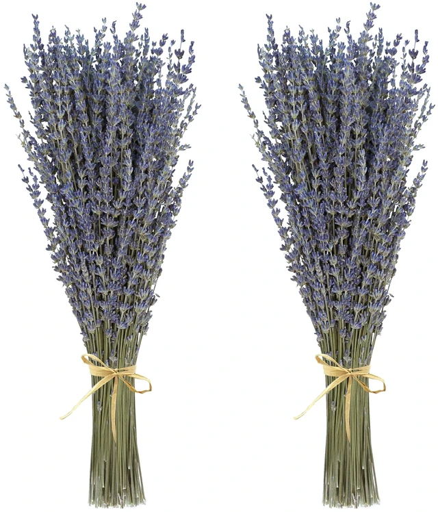 Main image of Dried Lavender 2 Bunches 100% Fresh Natural Purple Bouquet Flowers for Bathroom Photo Props Crafts Decoration, 15-17" for Shower Weeding Vase Decor, Home Fragrance(200-220 Stems(100g/3.5oz Total))