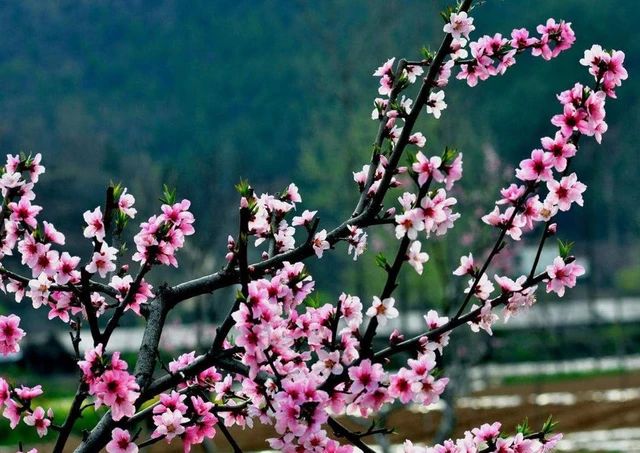 Alt view image 5 of 6 - Natural Peach Flowers Aromatic Dried Flowers for Soap, Candle Making, Tea, Herbal, Floral DIY Craft Wholesale, Top Grade - 4 OZ