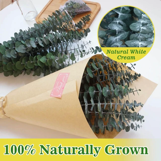 Alt view image 7 of 7 - 11 PCS Real Dried Eucalyptus Stem for Shower & Bathroom Decor | Shower Eucalyptus, Preserved Real Natural Eucalyptus Stems, 100% Made from Fresh Eucalyptus, Wedding, DIY, Vase, Fragrance