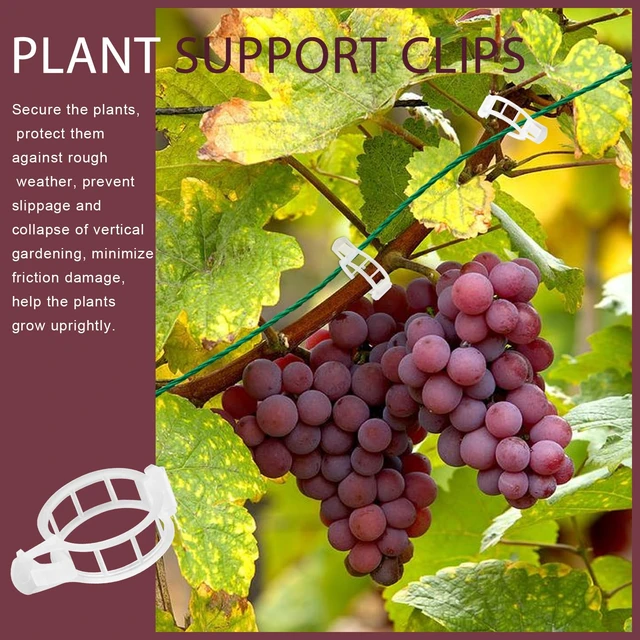 Alt view image 6 of 7 - 300 PCS Plant Support Clips, Plastic Garden Plant Ties, Tomato Clips Trellis for Tomato Cucumber Flower Squash Vine, 1 Inner Diameter for Climbing Plants