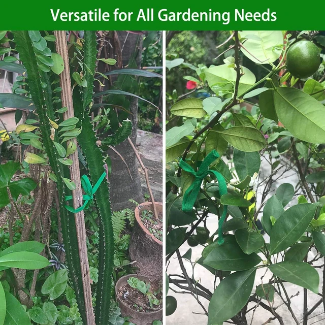 Alt view image 5 of 7 - Plant Ties, 164 Feet 8mm Green Garden Twine for Tomato | Plant String, Gentle on Delicate Stems, Soft and Stretchy, Biodegradable, For Climbing Plants, Roses, and Vines