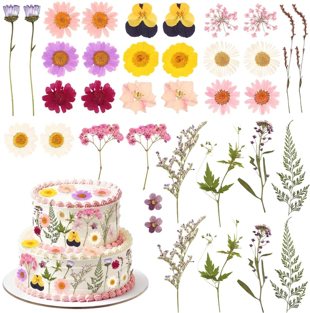Main image of 36PCS Real Dried Pressed Flowers Cake Toppers Natural Dried Wildflower Baby in Bloom Baby Shower Cake Toppers for Women Birthday Bridal Shower Wedding DIY Floral Party Decoration