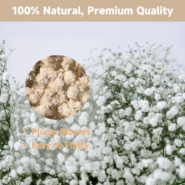 Alt view image 3 of 7 - 2000+ Pure White 6"-7.8" Portable Dried Baby's Breath Bouquet | Mini Gypsophila Flowers, Natural Dried Flowers for Wedding Home Decor DIY Crafts Vase Filler Wreath Card Making