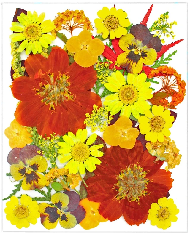 Main image of 34 Pcs Yellow Dried Pressed Flowers for Resin, Real Natural Bulk Dry Wildflowers Leaves Perfect for Epoxy Molds, DIY Crafts, Nails Soap Candles Jewelry Making, and Home Decor