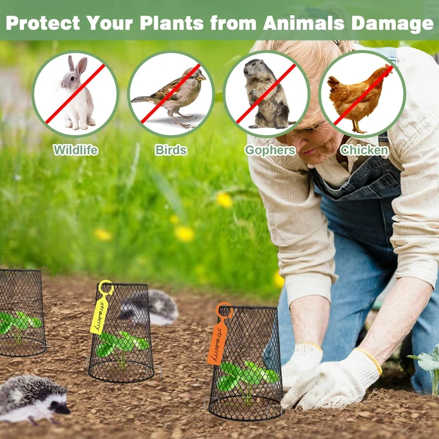 Alt view image 4 of 7 - 20 Pcs 6.8"×7.4" (Multiple Sizes/Quantities Available) Seedling Plant Protectors from Animals, Chicken Wire Plant Cage Garden Cloche to Protect Plants Vegetables from Rabbits Squirrels Chicken