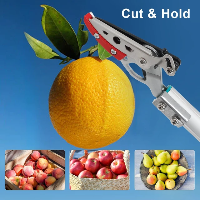 Alt view image 12 of 14 - Cut & Hold Pole Pruner, 4.2 FT Lightweight Fruit Picker with 180° Rotating Handle, SK5 Steel Blade Cuts up to 1/2 Inch, Long Reach Garden Tree Trimmer & Branch Cutter for Shrubs, Bushes