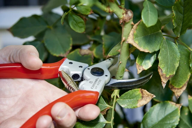 Alt view image 13 of 14 - Tools BP 4250 MAXFORGED Aluminum Bypass Pruner, 1-Inch Cut Capacity, Professional Hand Pruning Shears with Replaceable Steel Blade & Ergonomic Angled Head