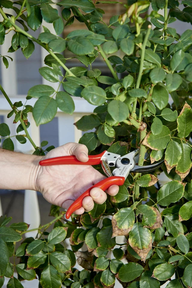 Alt view image 11 of 14 - Tools BP 4250 MAXFORGED Aluminum Bypass Pruner, 1-Inch Cut Capacity, Professional Hand Pruning Shears with Replaceable Steel Blade & Ergonomic Angled Head