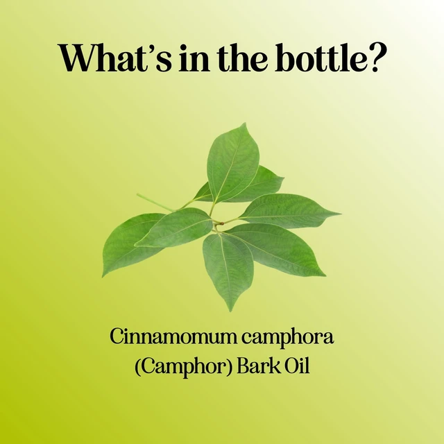 Alt view image 6 of 7 - Pure Undiluted Camphor Essential Oil - 100% Pure Camphor Oil for Aromatherapy and Beauty DIYs Great for Soothing Skin and Clearing Chest - Outdoor Diffuser Oil for Patios and Porches (4 Fl Oz)