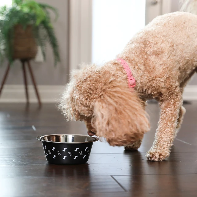 Alt view image 4 of 5 - Vibrant Life Medium Stainless Steel Dog Bowl, 25.75floz, Black with Bones