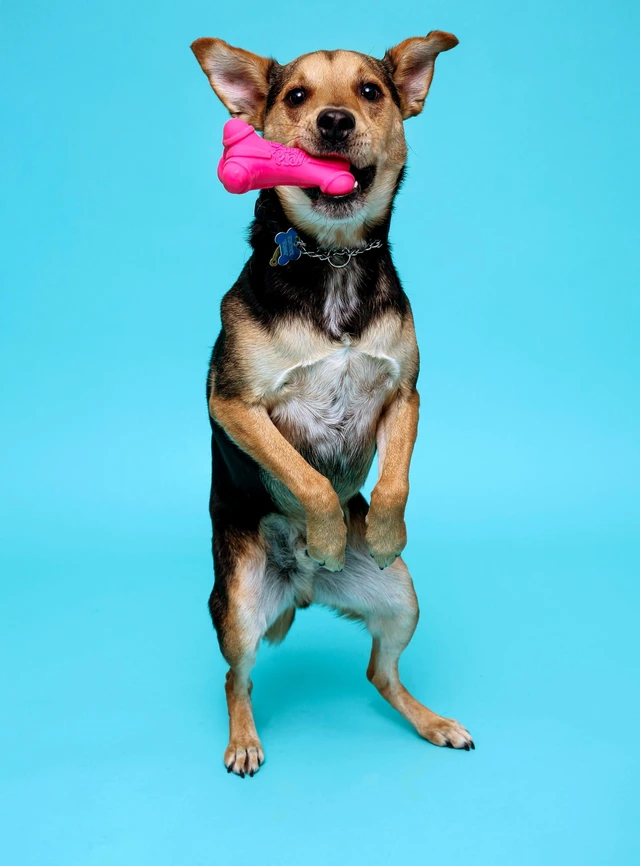 Alt view image 2 of 6 - Hartz Dura Play Medium Bone Dog Toy with Squeaker & Bacon Scent, Latex, 3 Pack