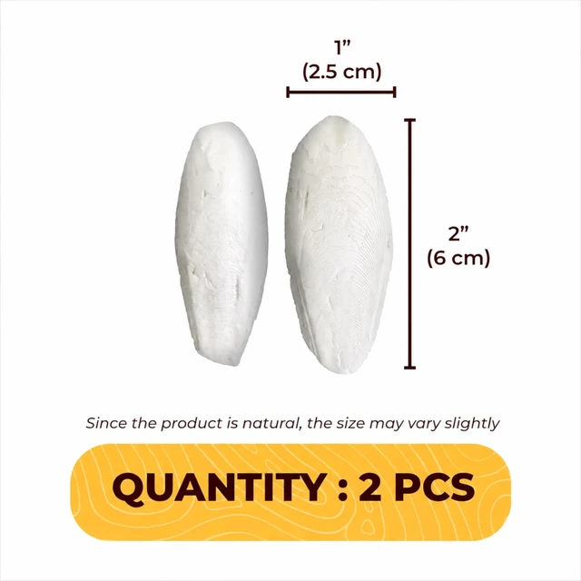 Alt view image 4 of 6 - SunGrow Large Cuttlefish Bones for Cockatiels, Turtles, Shrimp, Dog Calcium Supplement, Cage Holder Included, 2 Pieces per Pack