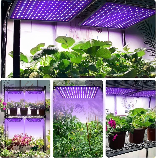Alt view image 14 of 14 - 600W Full Spectrum LED Grow Light for Indoor Plants-UV Grow Lamp, Seed Starting Seedlings Vegetable Pepper Hanging Growing Lamps