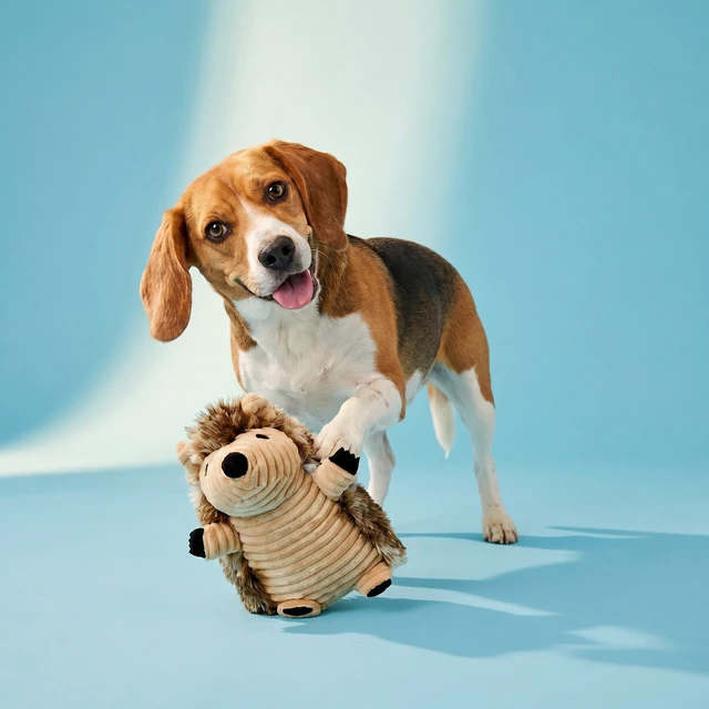 Alt view image 5 of 6 - Vibrant Life Brown Hedgehog Plush Dog Toy with Squeaker, Chew Level 2 (3 Pack)