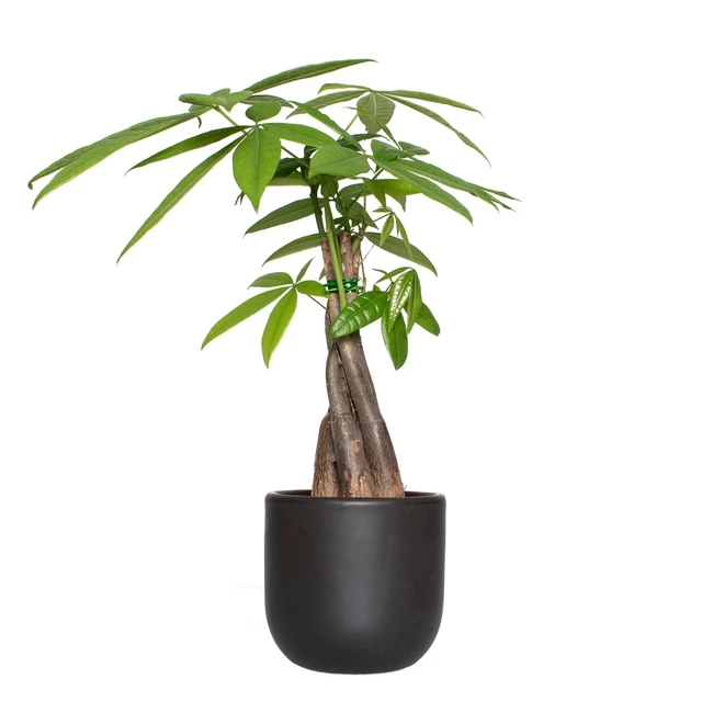 Alt view image 4 of 5 - Plant with Purpose Grant Container 5in. Clay Semi Matte Black - 1 Piece
