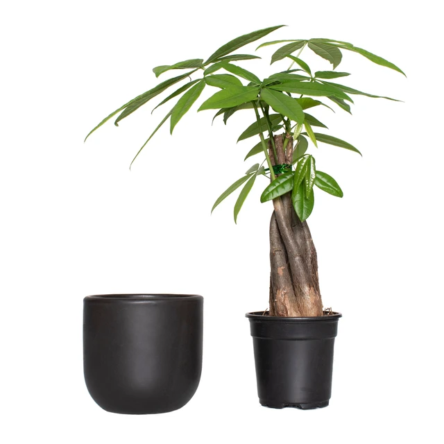 Alt view image 5 of 5 - Plant with Purpose Grant Container 5in. Clay Semi Matte Black - 1 Piece