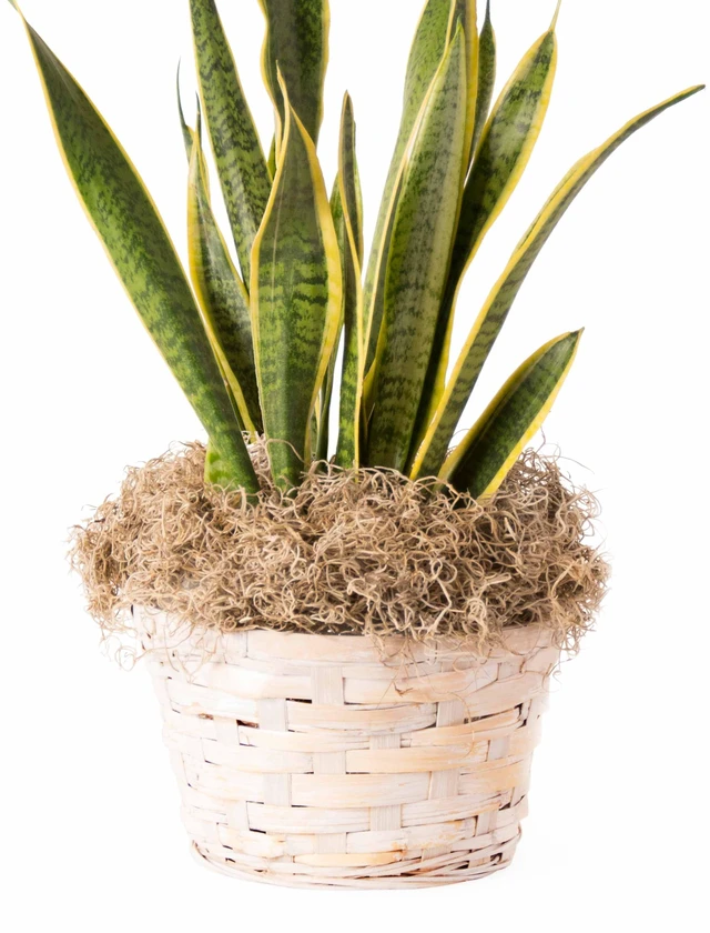 Alt view image 2 of 7 - Proflora Preserved Green Spanish Moss, Natural 530 cu in, Floral Arranging Supplies