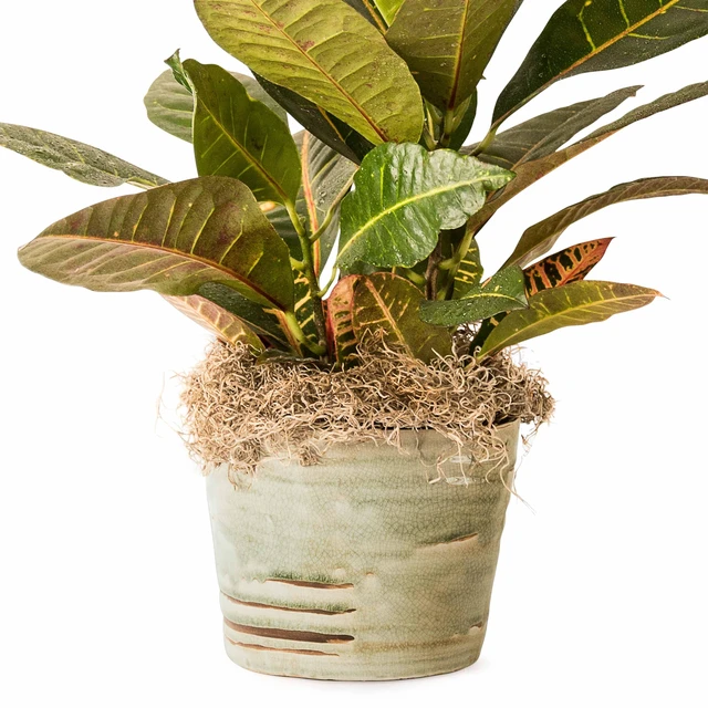 Alt view image 3 of 7 - Proflora Preserved Green Spanish Moss, Natural 530 cu in, Floral Arranging Supplies